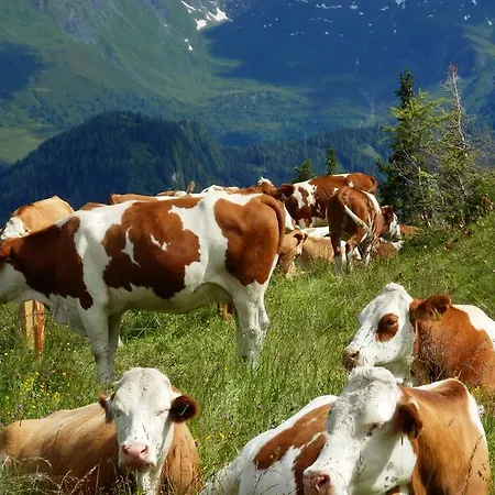 Saalachtal Lägenhet Lofer